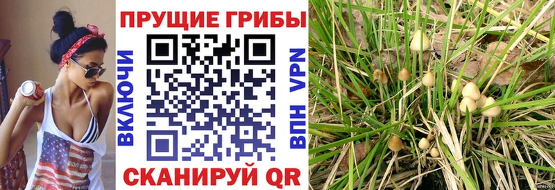Псилоцибиновые грибы Cubensis хочу наркоту Лаишево